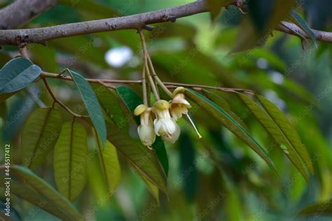 Durian flowers are about to bloom, hanging over the durian tree.,flower Durian on Durian trees ...