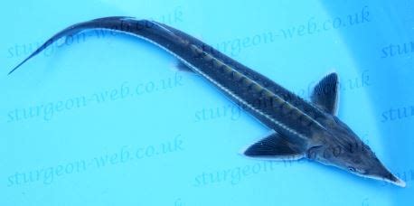 Sterlet (Acipenser ruthenus): Sturgeon Web: Sturgeon Species