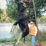 Maine Moose Hunting, Allagash Wilderness Camps, St. Francis, Maine