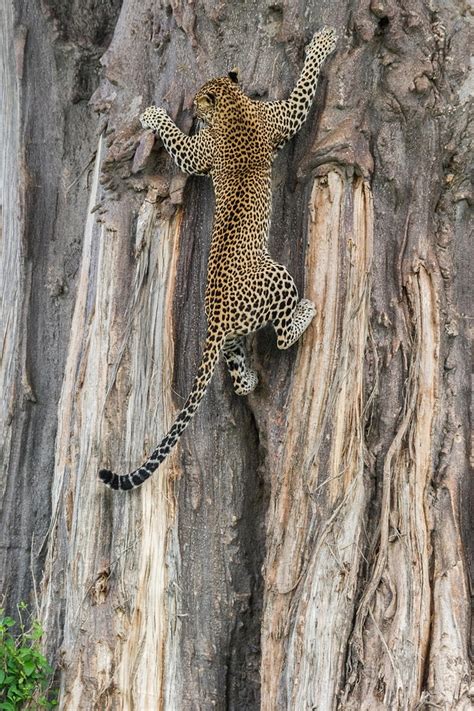 Female leopard climbing a tree Photo by Marc MOL - Photorator