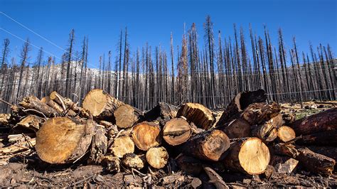 Why cutting down trees may be the best way to save forests from wildfires