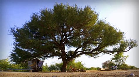 Tree Of Rajasthan – Khejri - Jaipur Explore