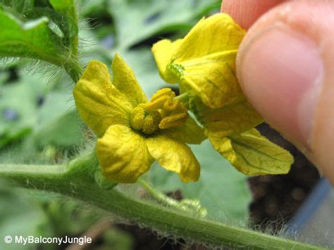 Pollination Female watermelon flowers don't open for very long so it helps to identify them as ...