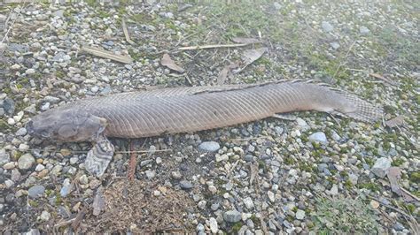 Unusual fish found near shores of Shuswap Lake startles residents, government officials ...