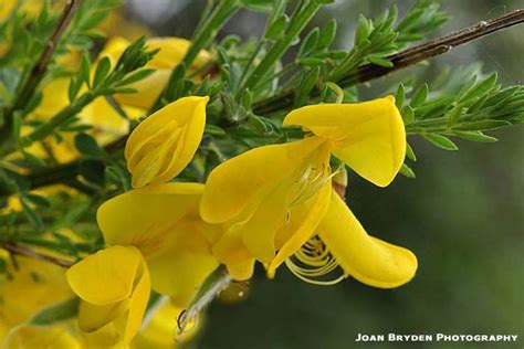 Broom flowers | Flower Guide | Pinterest | Photo galleries, Photos and ...