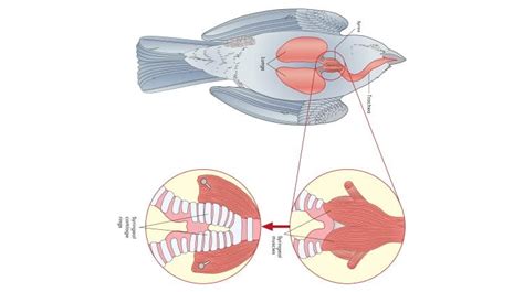 Bird Respiration, Air Sacs & Lungs: How A Bird Breathes Explained