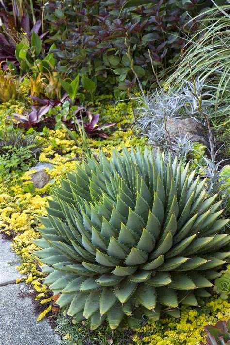 Aloe polyphylla “Spiral Aloe” – The Garden Hows