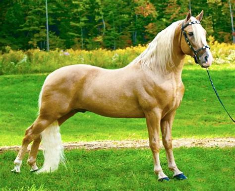 Pin en Tennessee Walker