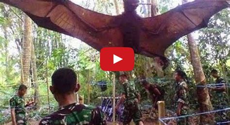 Giant Bat With 6 Ft Wing Span Captured In The Jungles Of The Philippines