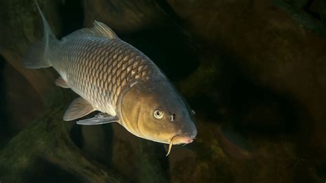 Carp undergo 'reverse evolution' to get their scales back | Science | AAAS