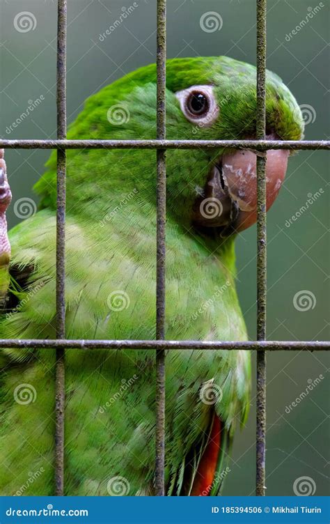 A Parrot In A Cage Royalty-Free Stock Image | CartoonDealer.com #19813786