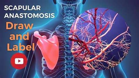 Scapular Anastomosis: Draw and Label: Made Simple_@anatomyhall3715 # ...