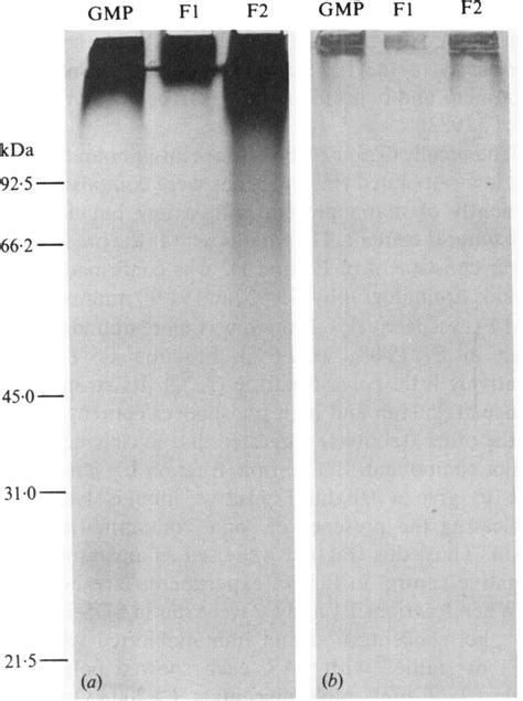 Kinetics of PBMC proliferation after stimulation with GMP (0) and its ...