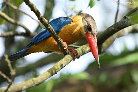 Burung Raja Udang (King Fisher) | Yon PhotoGraphy | Flickr