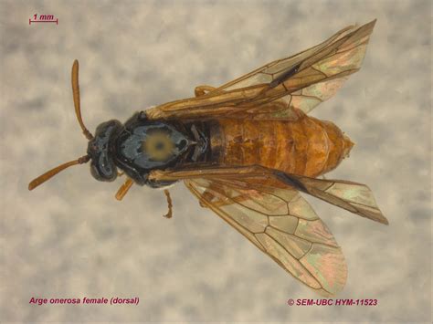 Argidae