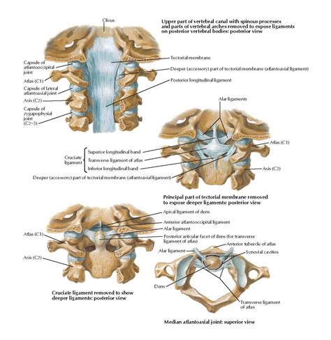 Internal Craniocervical Ligaments Anatomy - pediagenosis