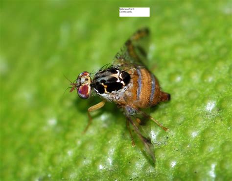 Ceratitis capitata (Mediterranean Fruit fly) | Phytosanitary Solutions