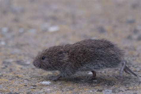 Zoology Jottings: Vole Population Crashes: Was there an attempt to suppress a ‘lamarckian ...