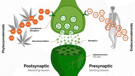 Cannabinoid Receptors: Role, Types, and Functions