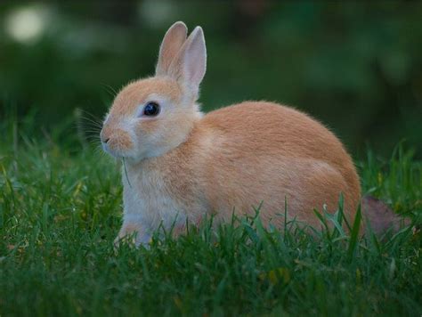 animais: coelhos fofos