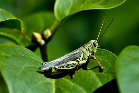 grasshopper, Insect Wallpapers HD / Desktop and Mobile Backgrounds