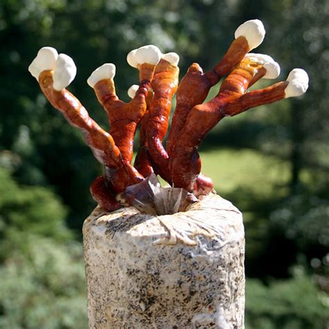 Antler Reishi Growing kit | Root Mushroom Farm