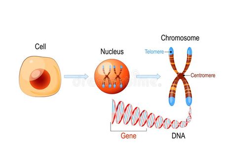 Cell Structure. Nucleus with Chromosomes, DNA Molecule, Telomere and Gene Stock Vector ...