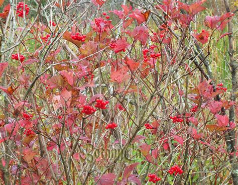 Viburnum trilobum – Botanically Inclined – Seed Adventures