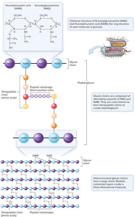 Peptidoglycan Structure Bacterial Cell Wall