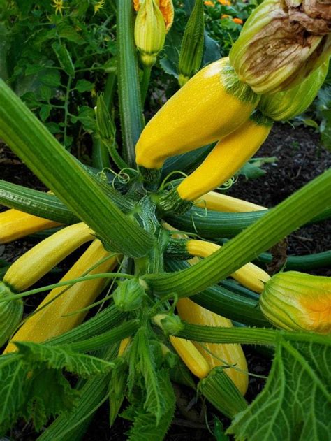 How to Grow Zucchini (Summer Squash): Planting, Pests, Pollination & More | Growing zucchini ...