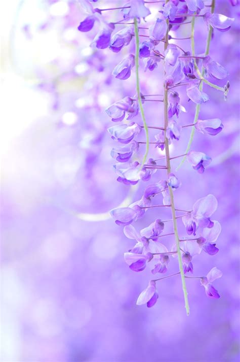 imthegnome | Purple flowers, Beautiful flowers, Flower aesthetic