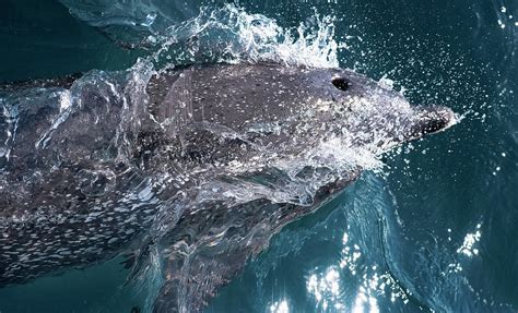 Dolphin Breathing Fast Photograph by Jim Austin Jimages