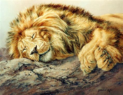 Sleeping Lion Painting by Kathleen V Butts