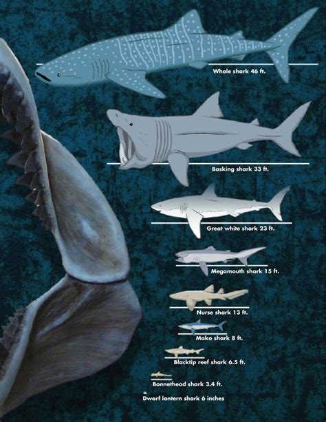 What is the Biggest Shark? A Chart Shows the Diversity of Shark Sizes | Big shark, Shark, Whale ...