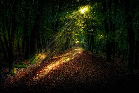 Free Images : landscape, tree, nature, path, grass, light, sky, night, sunlight, morning, leaf ...