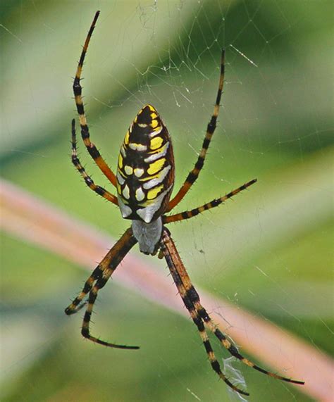 Spider Identification Guide With Photos - Owlcation