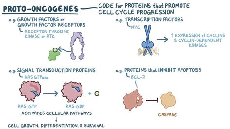 Oncogenes and tumor suppressor genes: Video & Anatomy | Osmosis