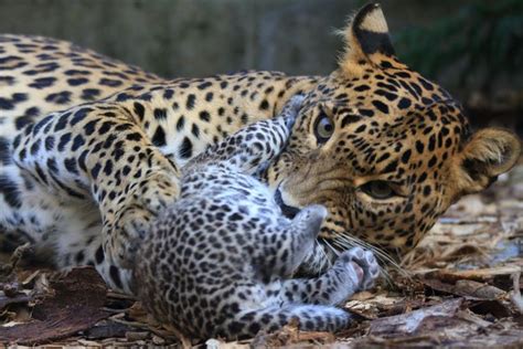 Pin on Sri Lankan Leopards & Cubs at Banham Zoo