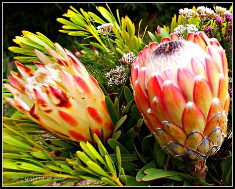 Protea | The genus Protea was named in 1735 by Carolus Linna… | Flickr