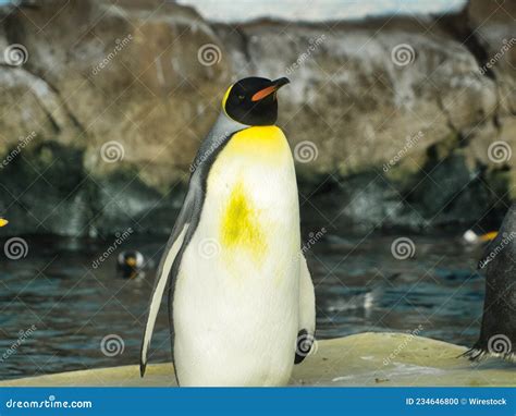 Penguins in Kansas City Zoo in Kansas City Missouri Stock Photo - Image of water, business ...