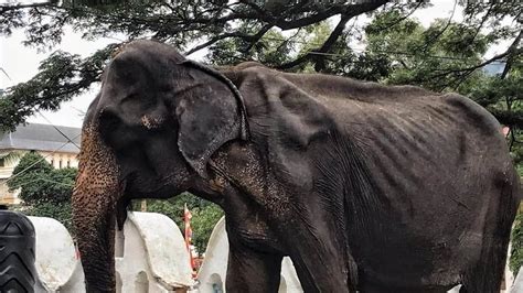 Petition · Stop using elephants for the Esala Perahera in Kandy, Sri ...