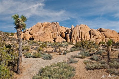 "Gneiss Rock Formation and Joshua Tree" by Jeff Goulden | Redbubble