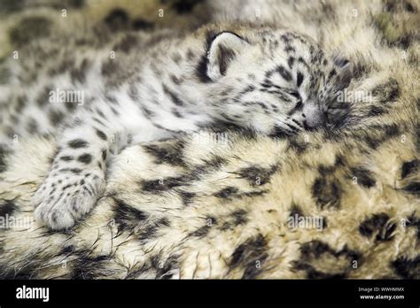 Baby Snow Leopards Sleeping