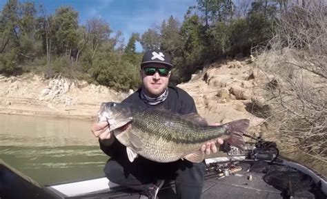 Pending World Record Spotted Bass Caught In California And Weighed On Video Is A TOTAL HOG Of A ...