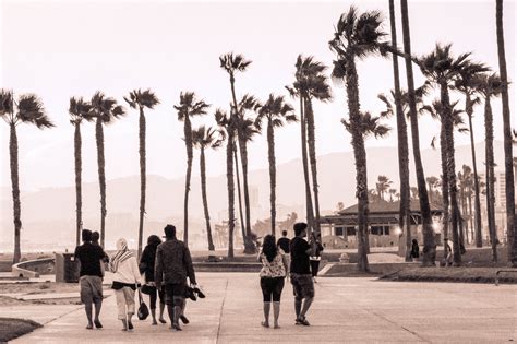 Free Images : beach, tree, black and white, california, streetphotography, la, photograph ...