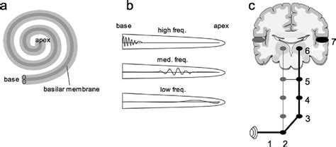 1 (a) Schematic presentation of the cochlea; (b) Excitation pattern of ...