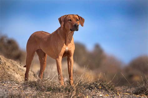 Rhodesian Ridgeback Puppies | Dorset Rhodesian Ridgeback Breeder