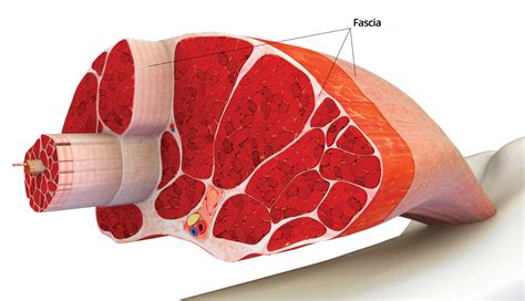 Ce este fascia? Fascia este un țesut conjunctiv, care învelește corpul