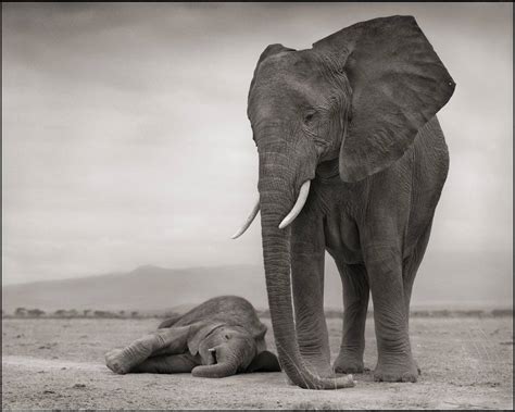 Nick Brandt - Elephant Mother with Baby Sleeping, Amboseli 2012 For Sale at 1stDibs | sleeping ...