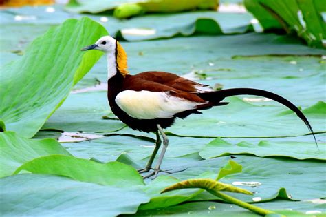 Pheasant-tailed jacana (Hydrophasianus chirurgus)